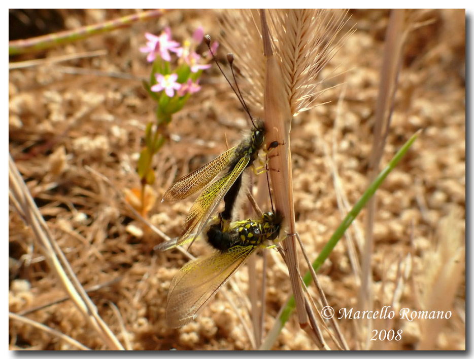 Libelloides siculus fra le salicornie